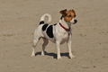 Hundestrand / Bild 125 von 376 / 20.09.2016 12:26 / DSC_9584.JPG