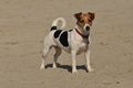 Hundestrand / Bild 126 von 376 / 20.09.2016 12:26 / DSC_9585.JPG