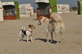 Hundestrand / Bild 127 von 376 / 20.09.2016 12:26 / DSC_9588.JPG