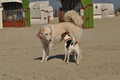 Hundestrand / Bild 129 von 376 / 20.09.2016 12:26 / DSC_9592.JPG