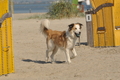 Hundestrand / Bild 133 von 376 / 20.09.2016 12:29 / DSC_9611.JPG