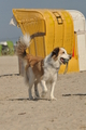 Hundestrand / Bild 134 von 376 / 20.09.2016 12:29 / DSC_9632.JPG