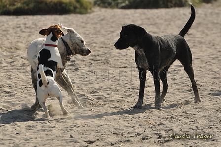 Hundestrand / Bild 135 von 376 / 20.09.2016 12:30 / DSC_9639.JPG