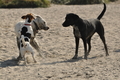 Hundestrand / Bild 135 von 376 / 20.09.2016 12:30 / DSC_9639.JPG