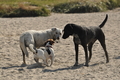 Hundestrand / Bild 136 von 376 / 20.09.2016 12:30 / DSC_9641.JPG