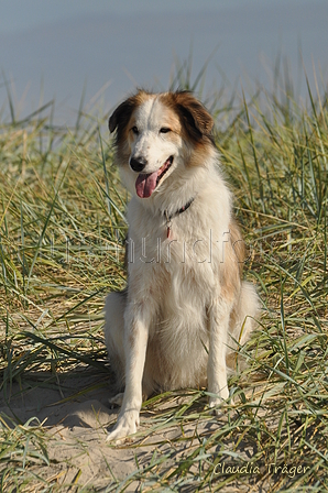 Hundestrand / Bild 140 von 376 / 20.09.2016 12:33 / DSC_9652.JPG