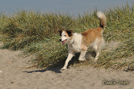 Hundestrand / Bild 141 von 376 / 20.09.2016 12:33 / DSC_9654.JPG