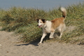 Hundestrand / Bild 141 von 376 / 20.09.2016 12:33 / DSC_9654.JPG