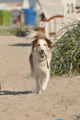 Hundestrand / Bild 142 von 376 / 20.09.2016 12:34 / DSC_9665.JPG