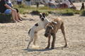 Hundestrand / Bild 143 von 376 / 20.09.2016 12:35 / DSC_9674.JPG