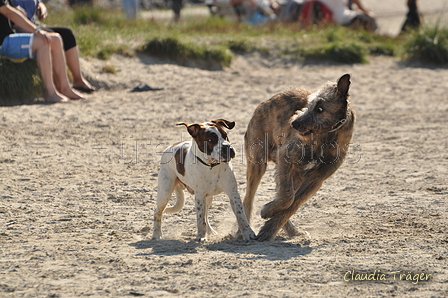 Hundestrand / Bild 144 von 376 / 20.09.2016 12:35 / DSC_9675.JPG