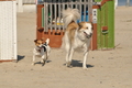 Hundestrand / Bild 145 von 376 / 20.09.2016 12:35 / DSC_9679.JPG