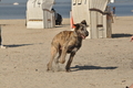 Hundestrand / Bild 147 von 376 / 20.09.2016 12:36 / DSC_9691.JPG