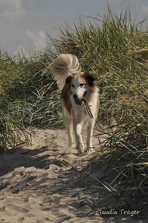 Hundestrand / Bild 149 von 376 / 20.09.2016 12:39 / DSC_9714.JPG