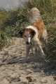 Hundestrand / Bild 150 von 376 / 20.09.2016 12:39 / DSC_9721.JPG