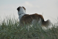 Hundestrand / Bild 152 von 376 / 20.09.2016 12:40 / DSC_9727.JPG