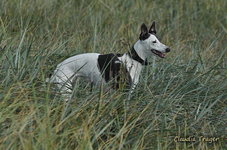 Hundestrand / Bild 153 von 376 / 20.09.2016 12:42 / DSC_9736.JPG