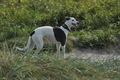 Hundestrand / Bild 154 von 376 / 20.09.2016 12:43 / DSC_9739.JPG