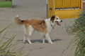 Hundestrand / Bild 156 von 376 / 20.09.2016 12:43 / DSC_9744.JPG