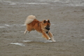 Hundestrand / Bild 165 von 376 / 21.09.2016 08:56 / DSC_9817.JPG