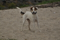 Hundestrand / Bild 167 von 376 / 21.09.2016 08:57 / DSC_9831.JPG