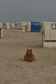 Hundestrand / Bild 168 von 376 / 21.09.2016 09:04 / DSC_9844.JPG