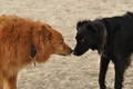 Hundestrand / Bild 169 von 376 / 21.09.2016 09:05 / DSC_9856.JPG