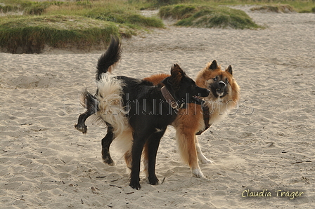 Hundestrand / Bild 170 von 376 / 21.09.2016 09:06 / DSC_9857.JPG