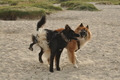 Hundestrand / Bild 170 von 376 / 21.09.2016 09:06 / DSC_9857.JPG