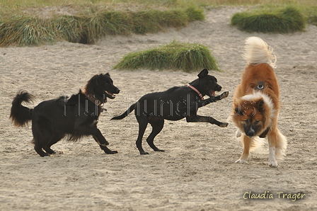 Hundestrand / Bild 172 von 376 / 21.09.2016 09:07 / DSC_9869.JPG