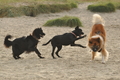 Hundestrand / Bild 172 von 376 / 21.09.2016 09:07 / DSC_9869.JPG