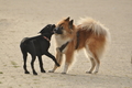 Hundestrand / Bild 173 von 376 / 21.09.2016 09:07 / DSC_9879.JPG