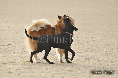 Hundestrand / Bild 174 von 376 / 21.09.2016 09:07 / DSC_9881.JPG