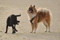 Hundestrand / Bild 177 von 376 / 21.09.2016 09:07 / DSC_9886.JPG