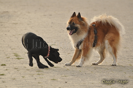 Hundestrand / Bild 178 von 376 / 21.09.2016 09:07 / DSC_9889.JPG