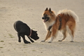 Hundestrand / Bild 178 von 376 / 21.09.2016 09:07 / DSC_9889.JPG