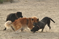 Hundestrand / Bild 180 von 376 / 21.09.2016 09:09 / DSC_9903.JPG