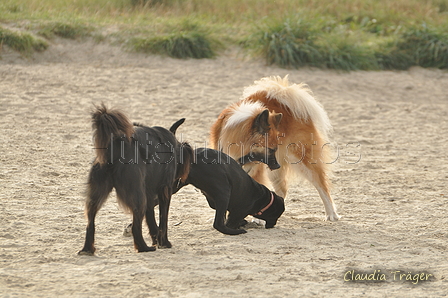 Hundestrand / Bild 181 von 376 / 21.09.2016 09:09 / DSC_9926.JPG