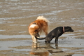 Hundestrand / Bild 183 von 376 / 21.09.2016 09:13 / DSC_9944.JPG