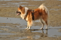 Hundestrand / Bild 184 von 376 / 21.09.2016 09:13 / DSC_9946.JPG