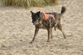 Hundestrand / Bild 185 von 376 / 21.09.2016 09:14 / DSC_9952.JPG