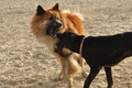 Hundestrand / Bild 186 von 376 / 21.09.2016 09:17 / DSC_9963.JPG