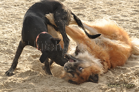 Hundestrand / Bild 188 von 376 / 21.09.2016 09:17 / DSC_9967.JPG