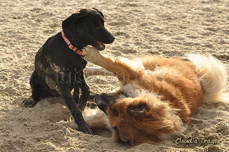 Hundestrand / Bild 189 von 376 / 21.09.2016 09:17 / DSC_9968.JPG