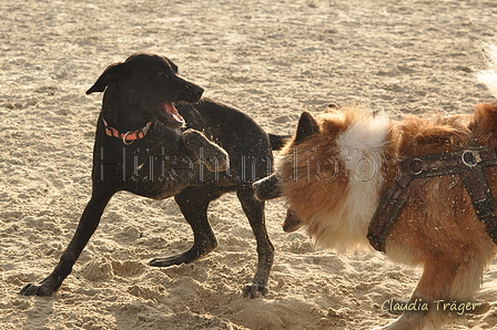 Hundestrand / Bild 192 von 376 / 21.09.2016 09:17 / DSC_9973.JPG