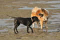 Hundestrand / Bild 194 von 376 / 21.09.2016 09:19 / DSC_9986.JPG