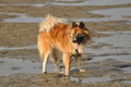 Hundestrand / Bild 195 von 376 / 21.09.2016 09:19 / DSC_9987.JPG