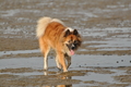 Hundestrand / Bild 197 von 376 / 21.09.2016 09:21 / DSC_0011.JPG