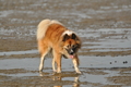 Hundestrand / Bild 198 von 376 / 21.09.2016 09:21 / DSC_0012.JPG