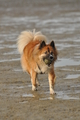 Hundestrand / Bild 199 von 376 / 21.09.2016 09:23 / DSC_0017.JPG